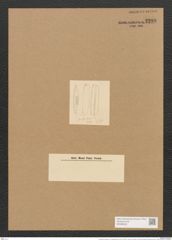 Schizonema setaceum var. polyclados (Ktz.) Grun. (de-Toni-Nr.: Genus 20, Species 1192) Zeichnungen Sammlung Grunow Nr. 2298 (NHMW-BOT-W0369420)